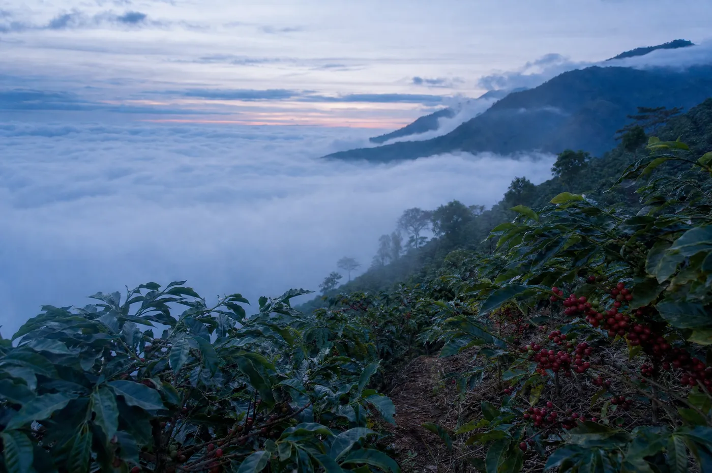 A coffee farm high on a mountainside above a sea of clouds at cold dawn