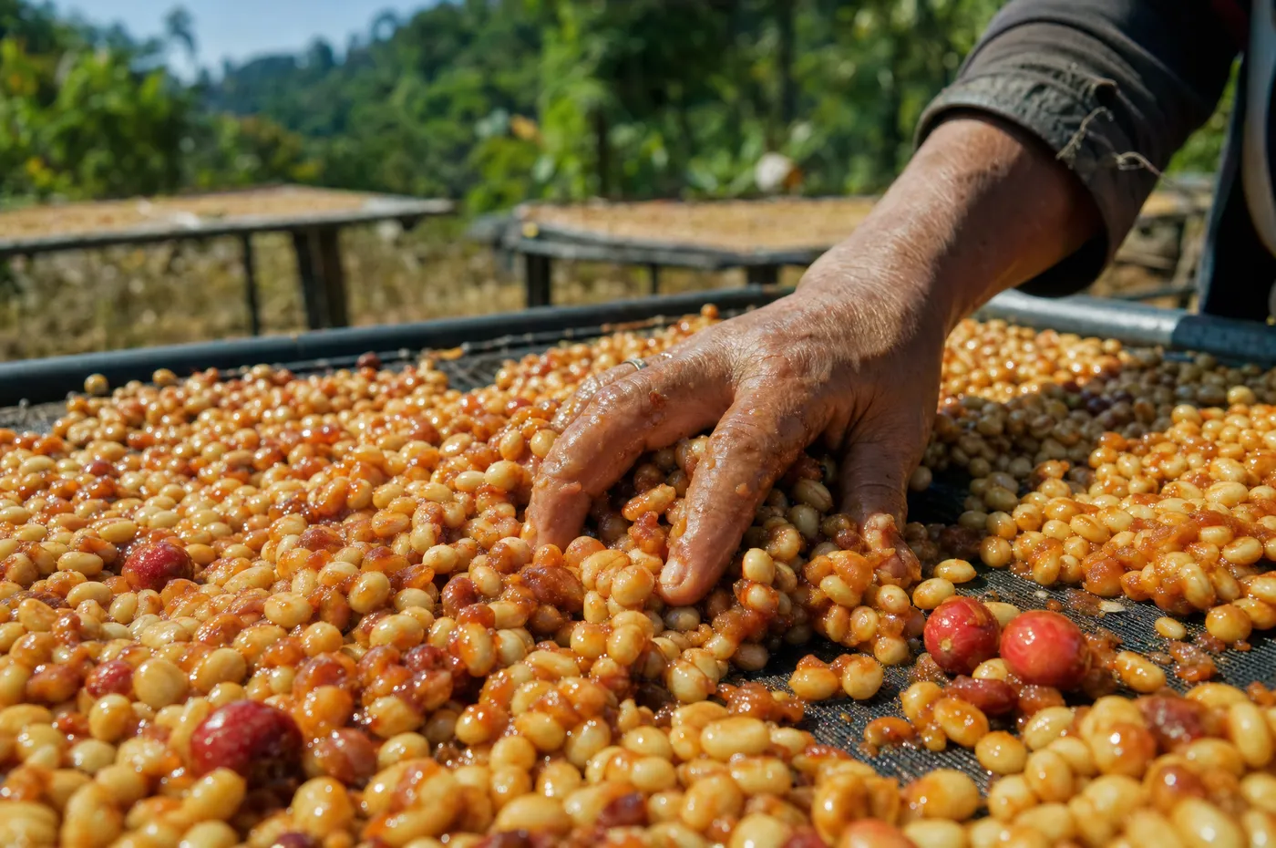 Honey-processed coffee seeds drying on a raised bed, still coated in sticky amber fruit