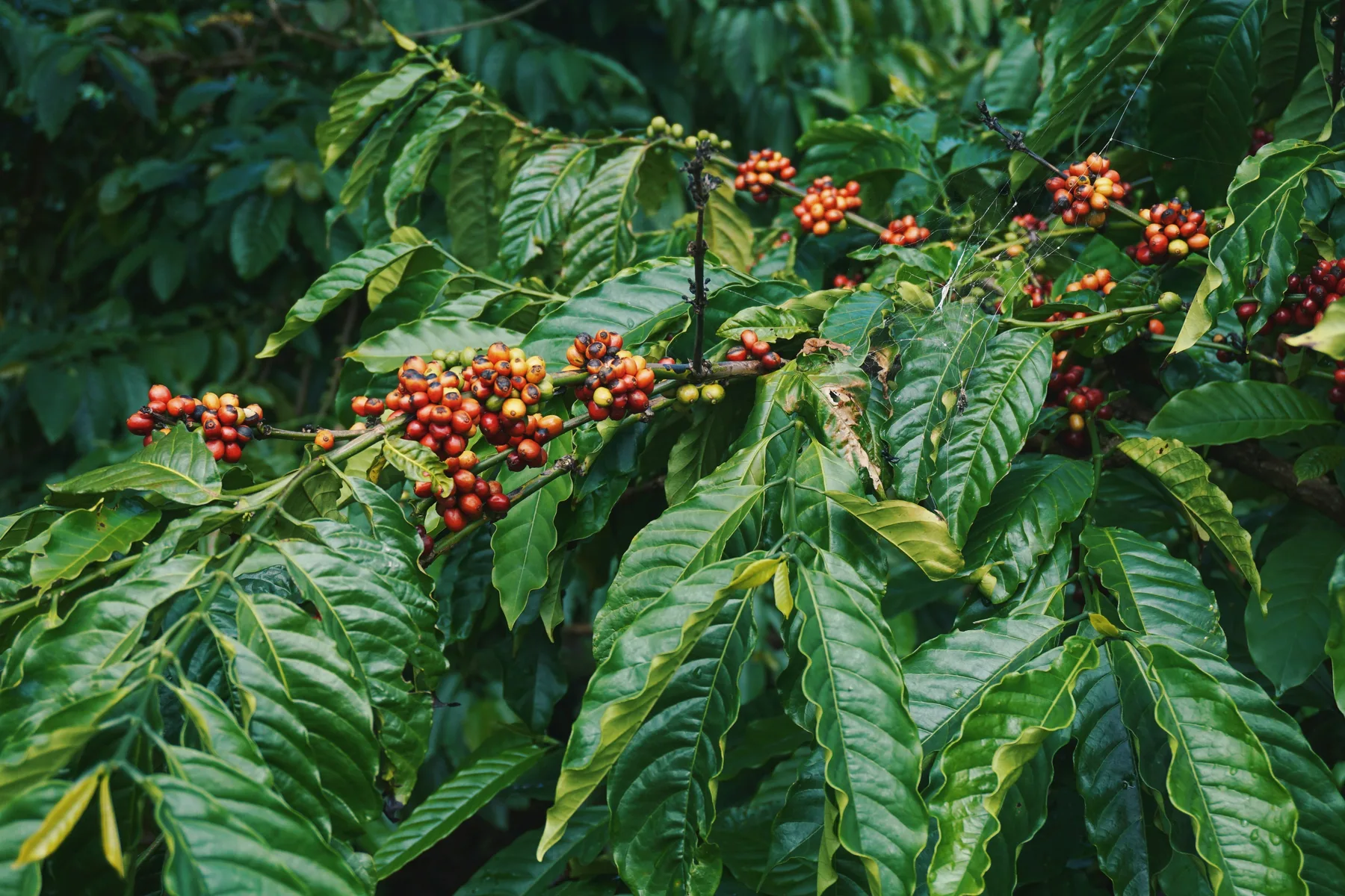 Arabica coffee beans arranged for Turkish coffee origin selection