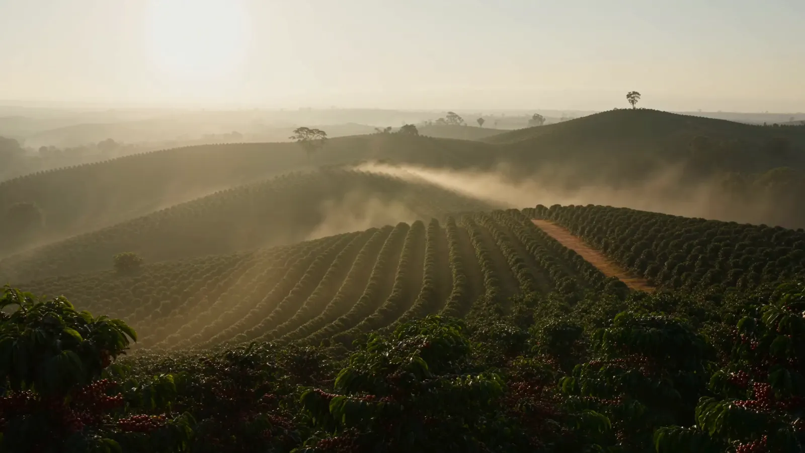 Rows of coffee trees heavy with cherries on misty hillsides at sunrise