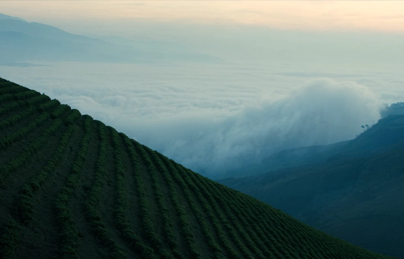 Misty high-altitude coffee slopes in Yirgacheffe, Ethiopia